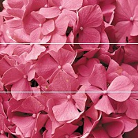 Decoro fucsia 73X75