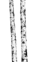 Piastrelle decoro Betulla grande formato 100X300